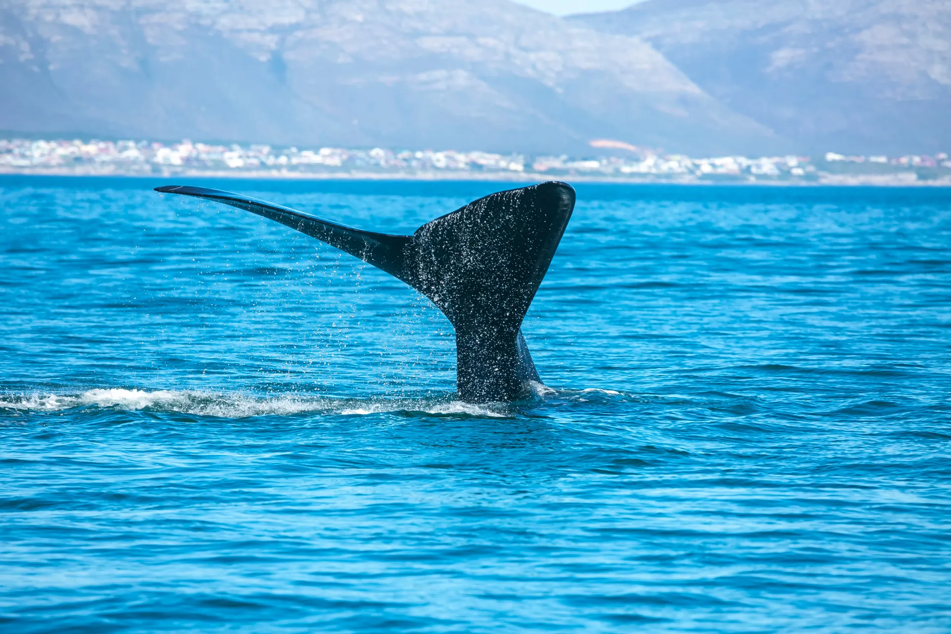 &Olives Zuid Afrika Kaapstad Whale tale in the ocean in Hermanus