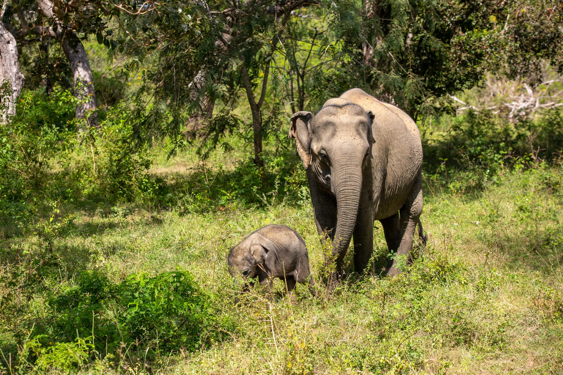Sri Lanka-Yala NP-Elephant