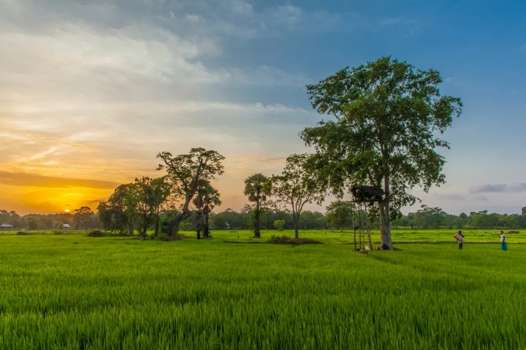 Sri Lanka-Anuradhapura-Thirappane Paddy Fields