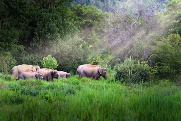 &Olives-Thailand-elephants at Kui buri National Park