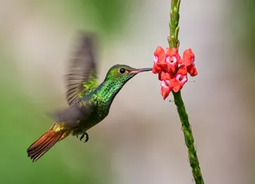 &Olives Costa Rica Boca Tapada-Kolibri