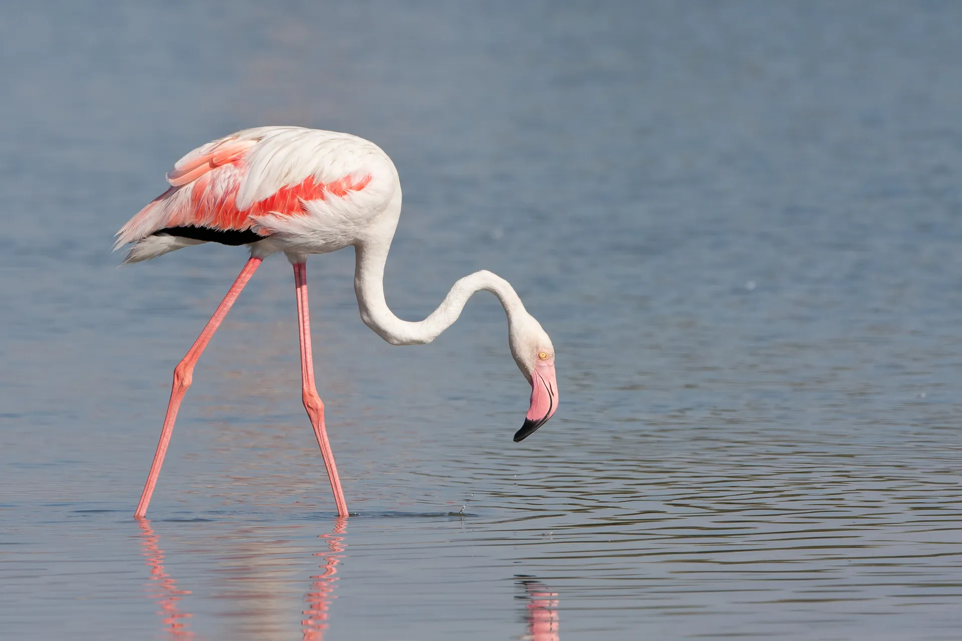 Een roze flamingo op het strand van Oman