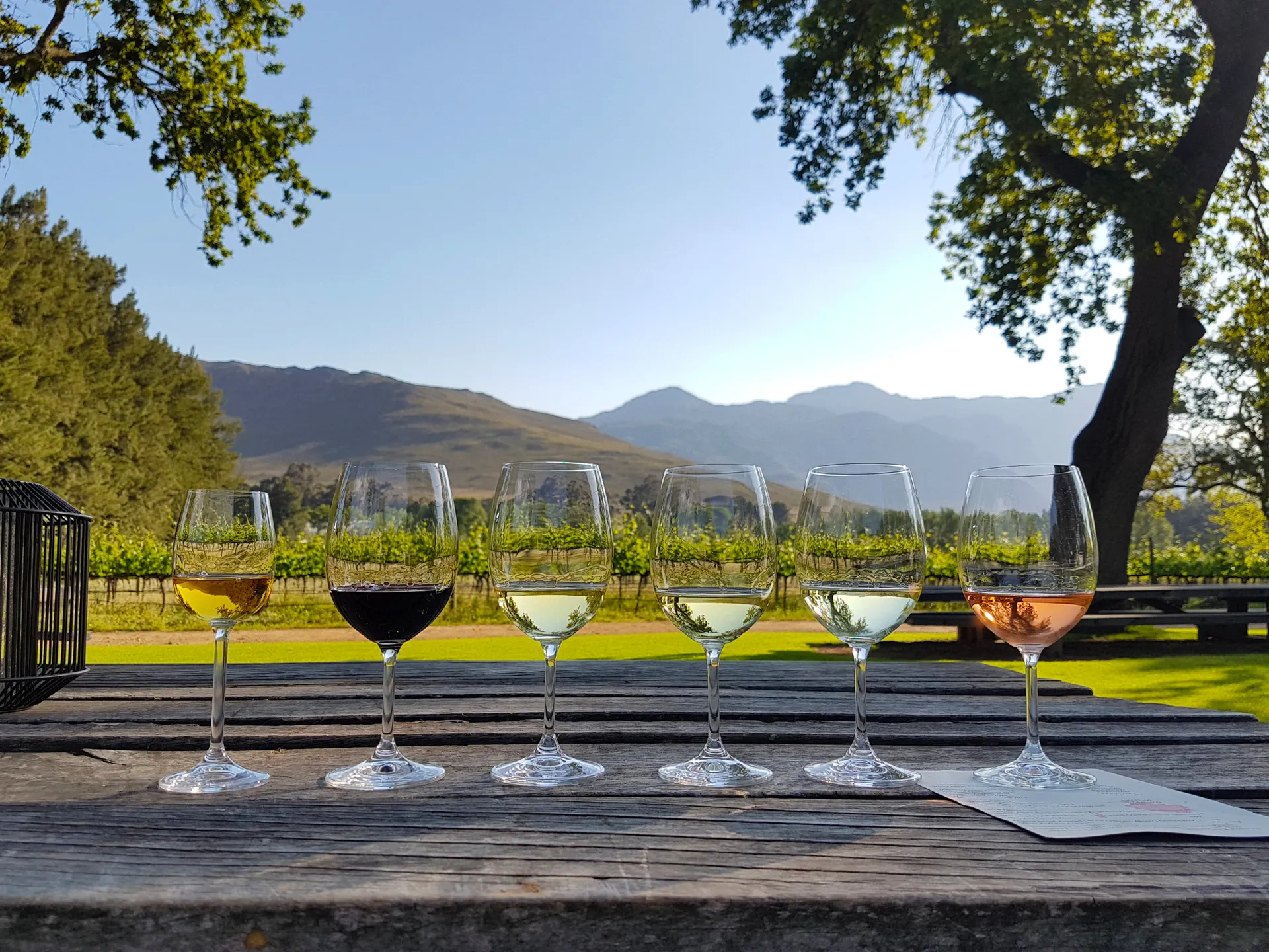 &Olives Zuid Afrika Vineyard wine tasting