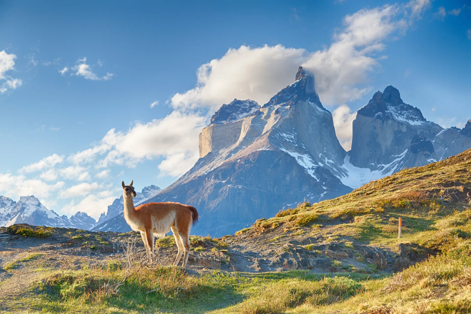 &Olives Chili Guanaco and Cuernos del Paine in Chile