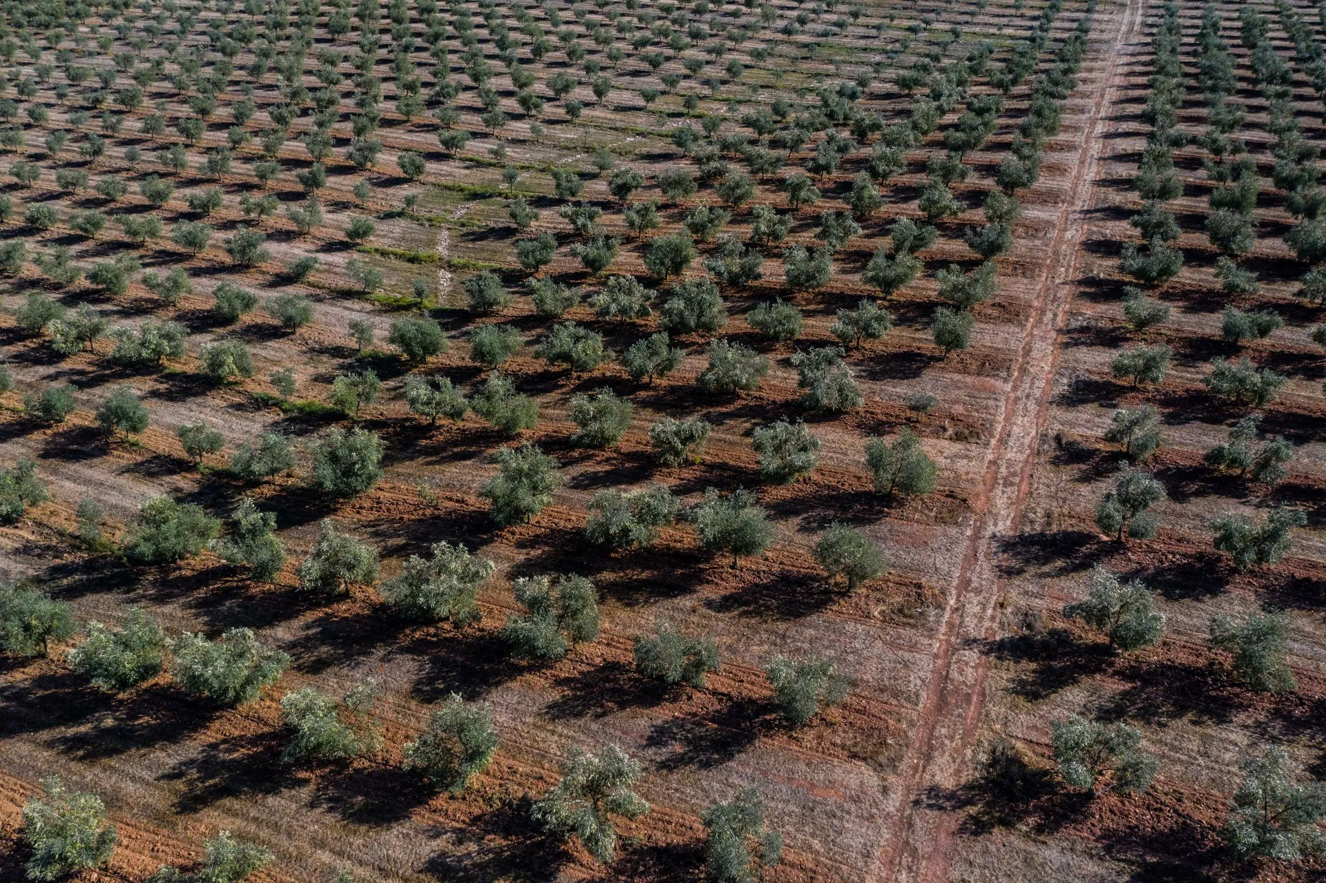 Olijfbomen Alentejo Portugal &Olives Travel olijfbomen planten