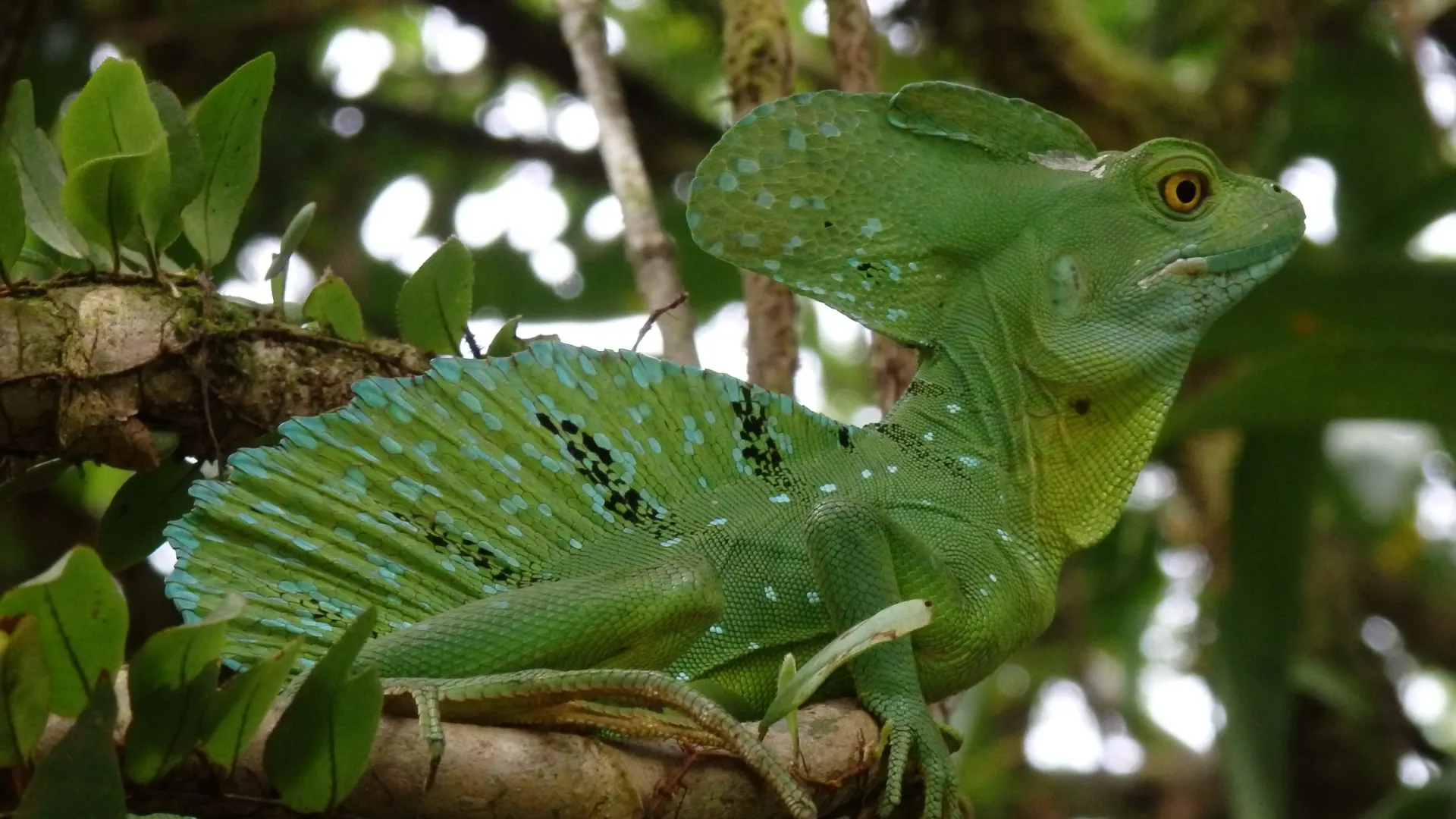 Costa Rica Basilisk