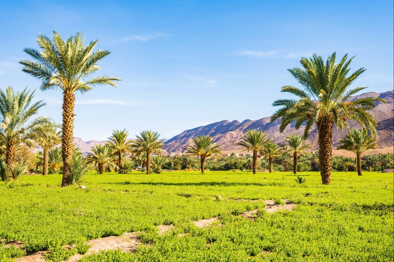 &Olives_Morocco_Palm trees in green oasis in desert arid landscape between Agdz and Zagora towns in Atlas Mountains