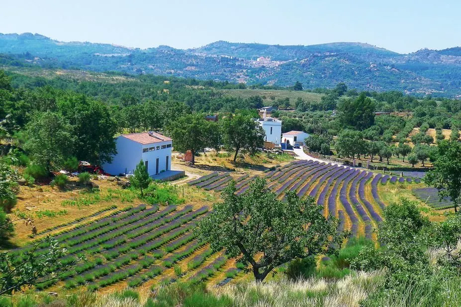 Quinta das Lavandas