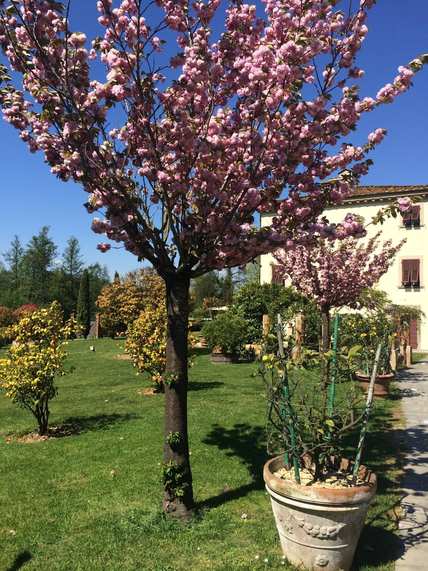 Hotel Villa Marta - Tuin