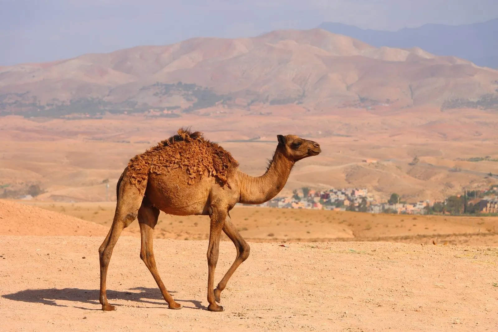 Fly-drive city, desert & beach Marokko