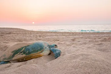Schildpad bij zonsopkomst op het strand bij Raz al Jinz Turtle Reserve in Sur, Oman