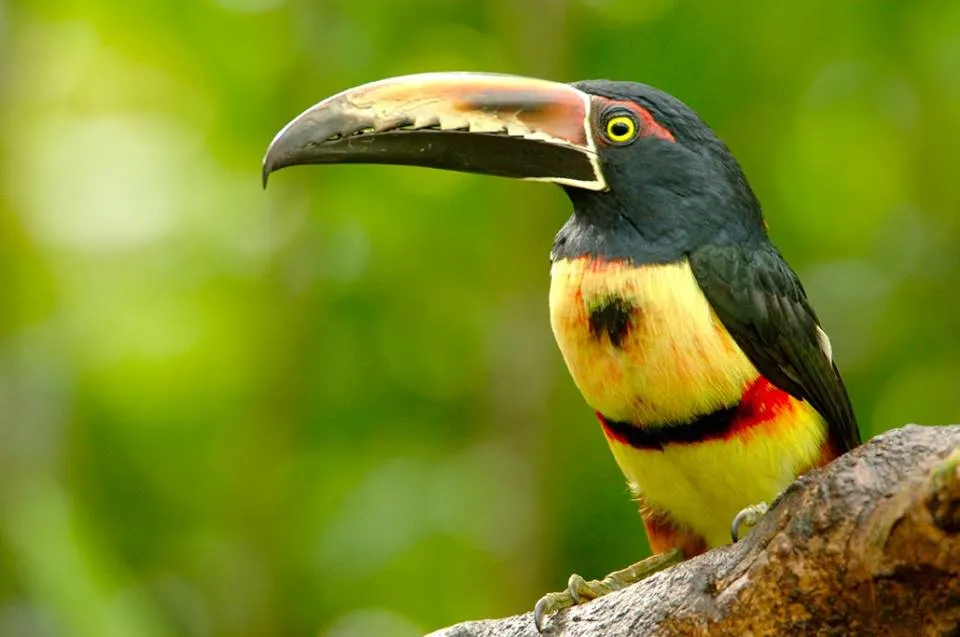 Costa Rica Aracari