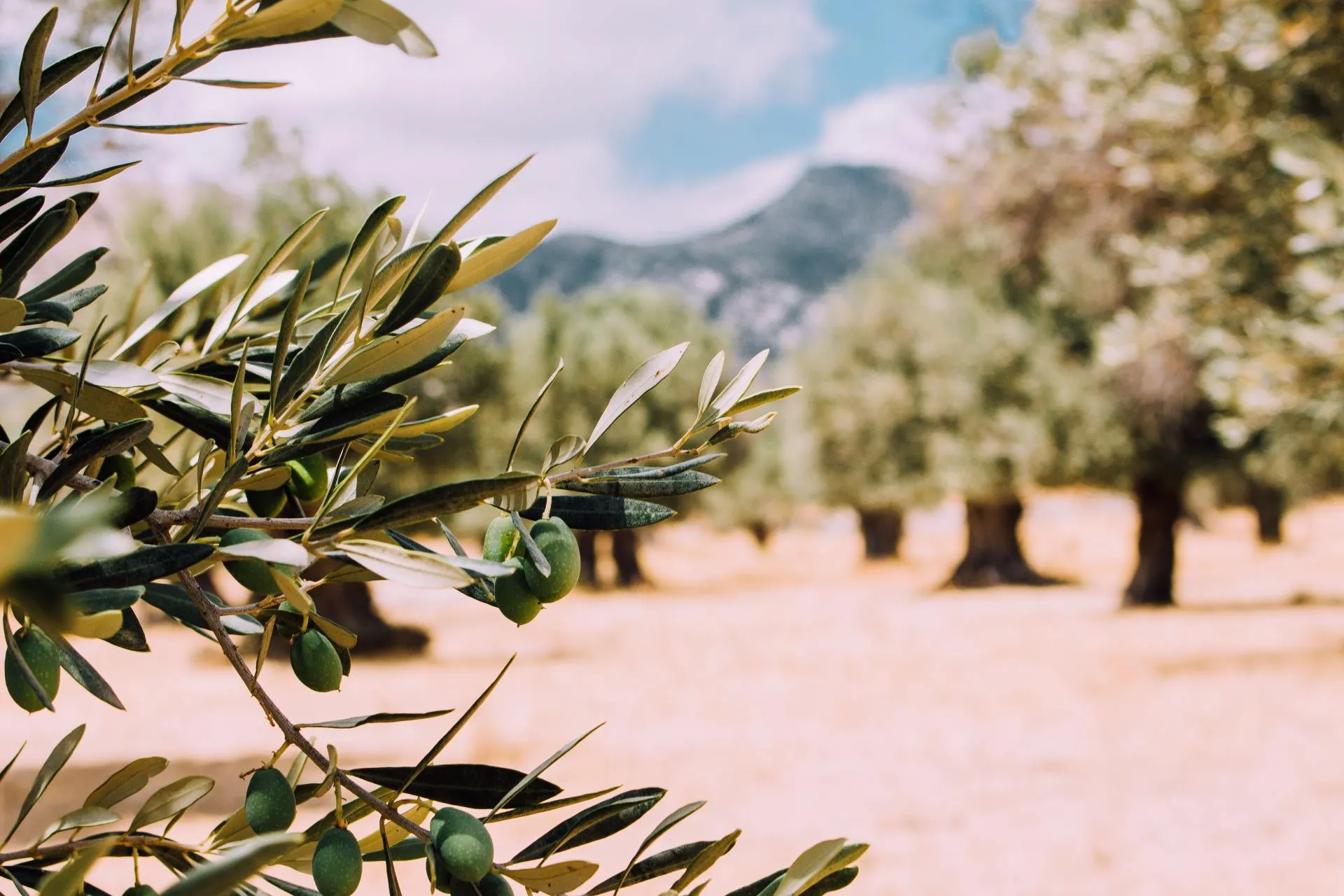 Een prachtig veld met olijfbomen