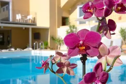 la-stella-apartments-suites-zwembad-bloem
