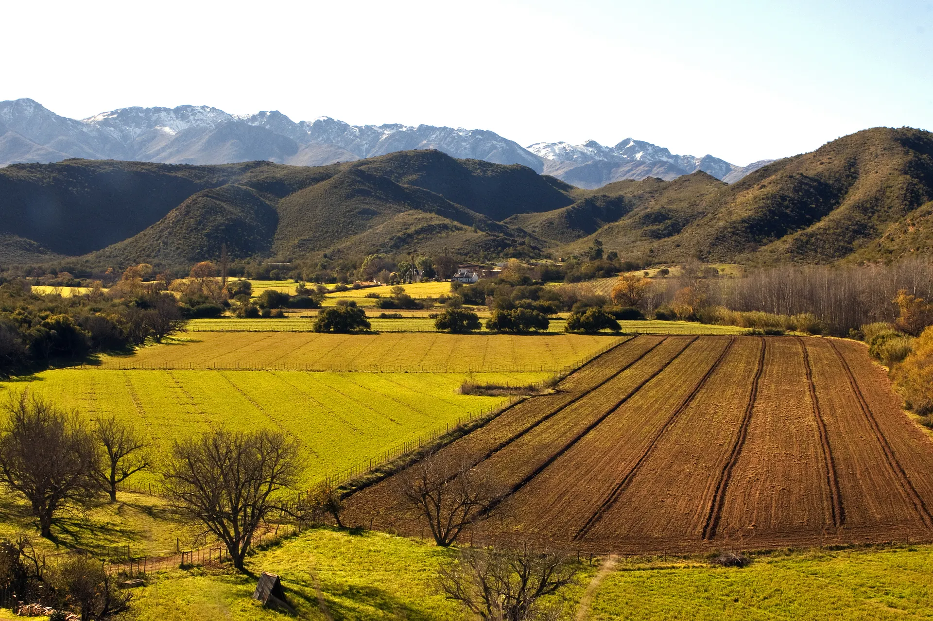 &Olives Zuid Afrika Oudtshoorn Crop Farming