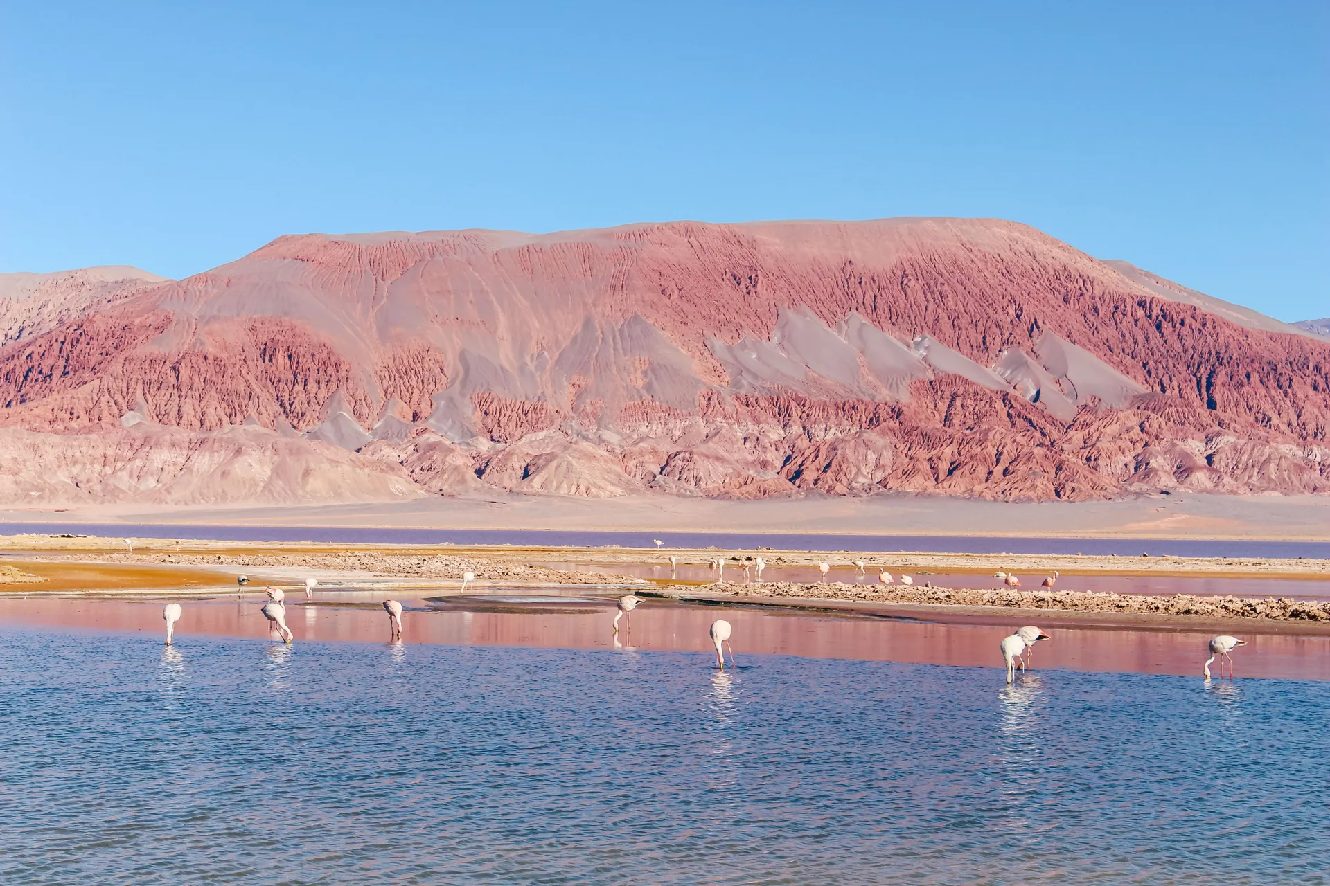 &Olives Argentinie A large flock of pink flamingos at Carachi Pampa Lagoon, Catamarca, Argentina