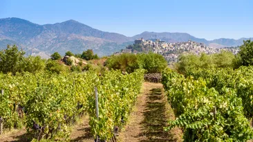 Wijngaard op de berg etna en Castiglione