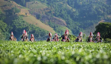 &Olives Thailand Akha Women from Thailand picking tea leaves on tea plantation at Chui Fong , Chiang Rai