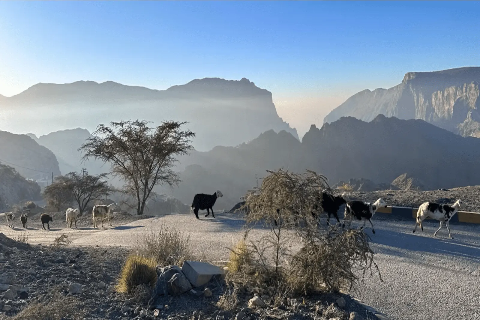 Indigo Jabal Akhdar
