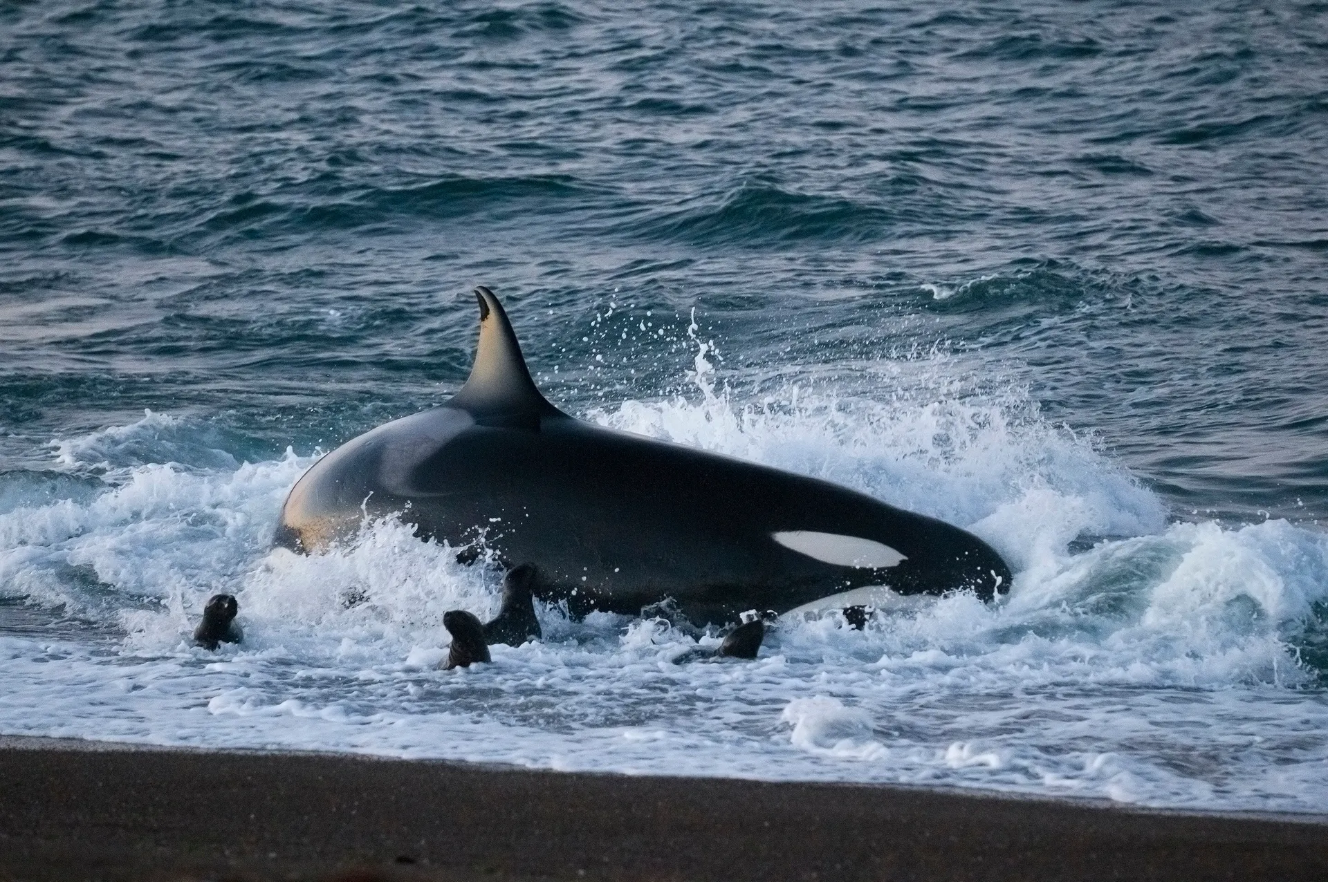 &Olives Argentinie Whale