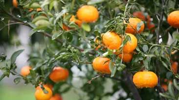 Sinaasappelen in de boom op Kreta