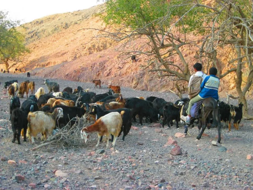 Samenwerking met de lokale gemeenschap bij Feynan Ecolodge, Dana, Jordanië