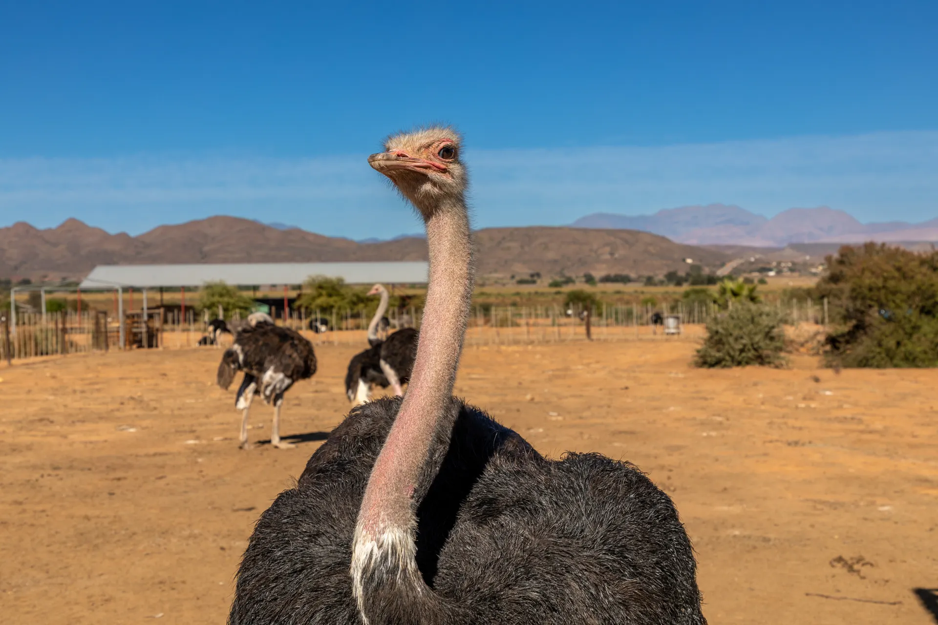 &Olives Zuid Afrika Oudtshoorn Ostrich from the waist up, on a farm